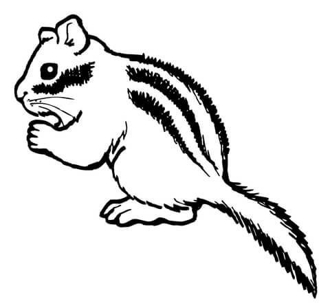 Chipmunk Eating Nut Coloring Page